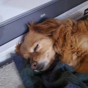 Meet your Posher, Babette